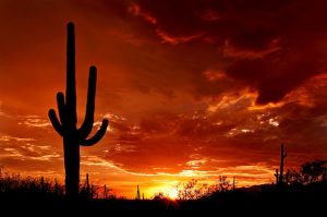 Saguaro sunset